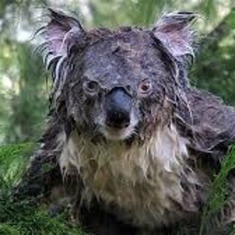 koala mojado - implantes de senos naturales